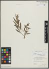 Foto von Salix alba L.